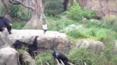 My raccoon people need me