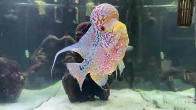 Meet my Tri-Colour Flowerhorn.