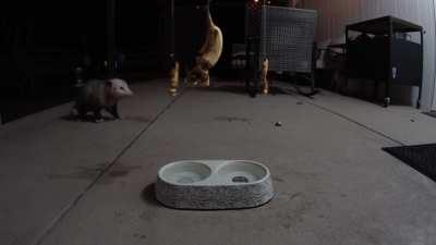 david dies rebecca kills him