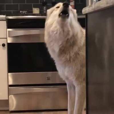 Looks like a real wolf 🐶🐶🐶