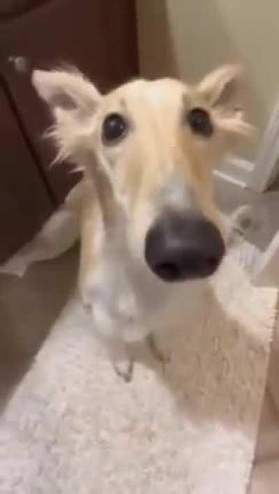 Borzoi