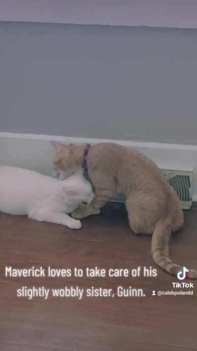 Maverick Helping his Wobbly Sister