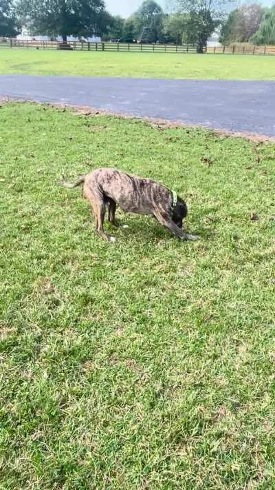 Has anyone seen smithing like this? Started randomly. He’s 7 years old. Vet can’t find anything wrong.