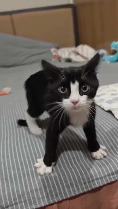 the best way to defend is attack