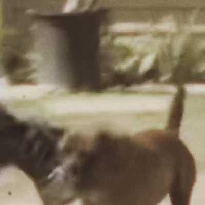 Trash Bag Boys Anthem