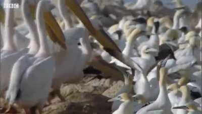 Pelicans feast on Cape Gannet chicks