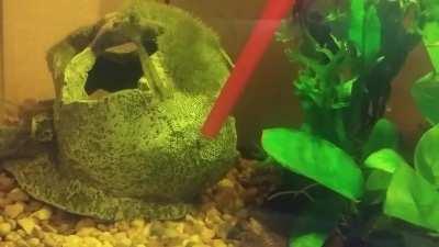 For some reason my amano shrimp is obsessed with this red straw, he swims right to it as I put it in the tank. It's never been used in a drink, I use it for moving stuff in the tank.