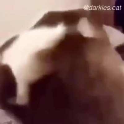 posted by @darkies.cat on instagram