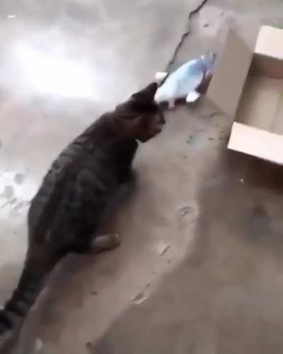 I thought she liked her new toy