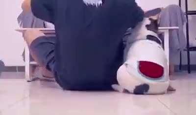 Que cachorrinho fofo :3