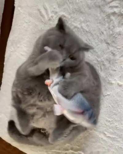 Beach Ball vs. The Fish