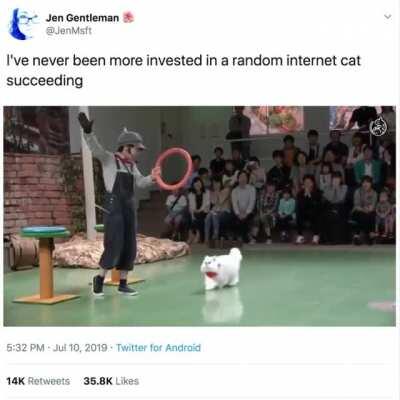 Professional Catculation