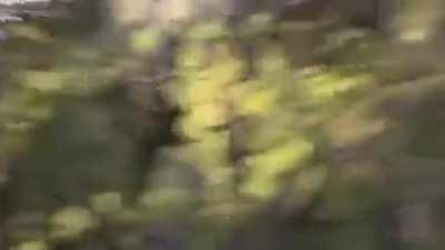 Ts Honey Foxx dominates her man toy in woods 🍆💦