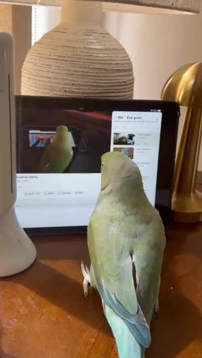 Parrot selecting YouTube videos featuring parrots