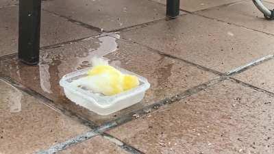 This boy was lost and came to our terrace, he lives with us now