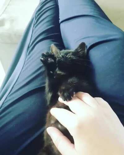 Two weeks ago, I didn't think she'd make it through the night. Reddit, meet Waffle.