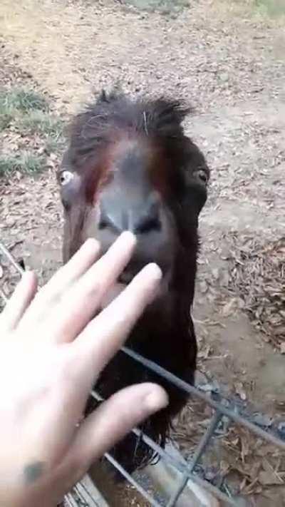 Was told to post this here. Enjoy my sister's Goat Cuervo.