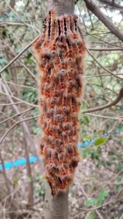 Cape lappet caterpillars respond to loud noises possibly as a defense mechanism.