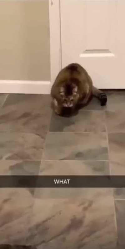 My cat people need me