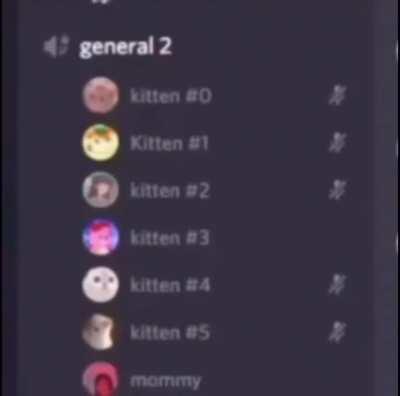Cursed_discord kitten