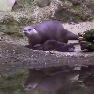 Mama river otter teaches her baby how to swim