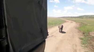 Rangers succeed in getting a lost baby elephant to chase their vehicle for 3 kilometers until reunited with its mother