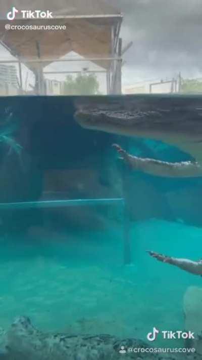 Next time you see croc floating towards you, remember this image and you won't panic.