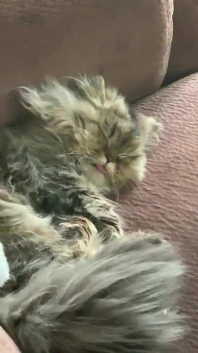 I see my cat has the same dreams I do.