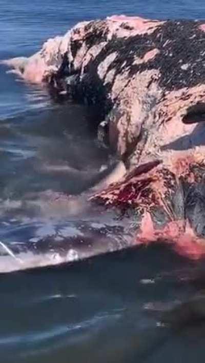 🔥The Great White is just cleaning the sea