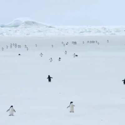 penguins na velocidade 5x