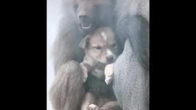 Some animals are better than humans