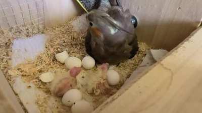 I don't know if there is anything cuter than baby cockatiels. Say hello to Quesito and Lunita