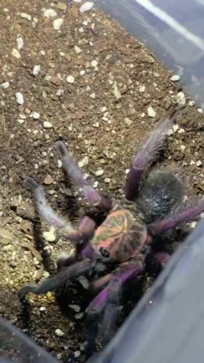 Just wanna say Hello by my P. machala in slomo ...