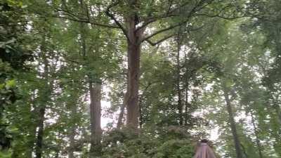 Cicadas Singing in the Rain