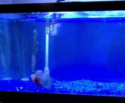 Do a backflip! (Feeding time)