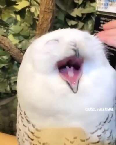 Just another Superbowl post