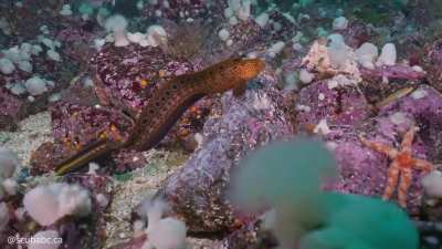 🔥 Check out the beautiful colors on this baby wolf eel [OC]