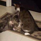 Nobody: not a single person: my cats at 4 am: