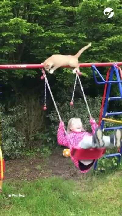 Cat vs Swing