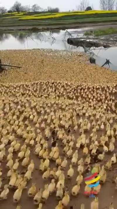 Millions of tiny little zoomies. :)