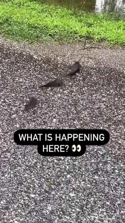 They just came out to chill on land