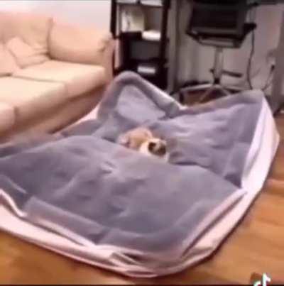 Low intelligence creature