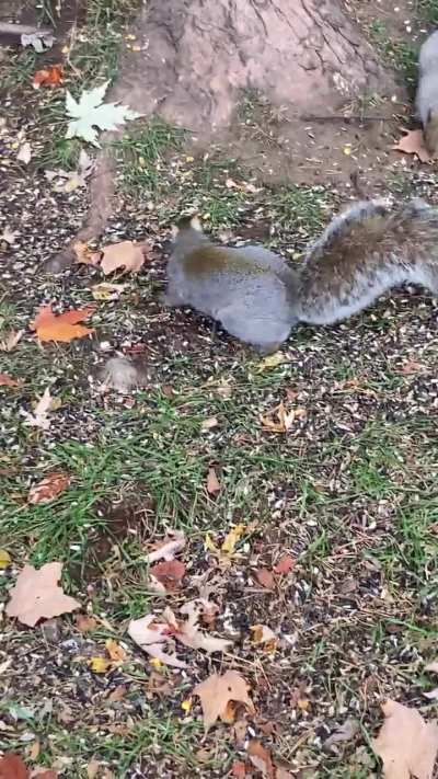 The early birds out for their morning treat