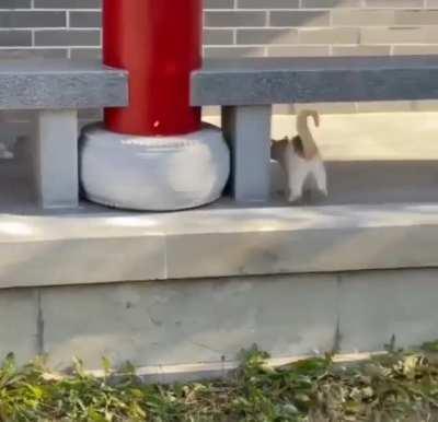 catch me if you can!