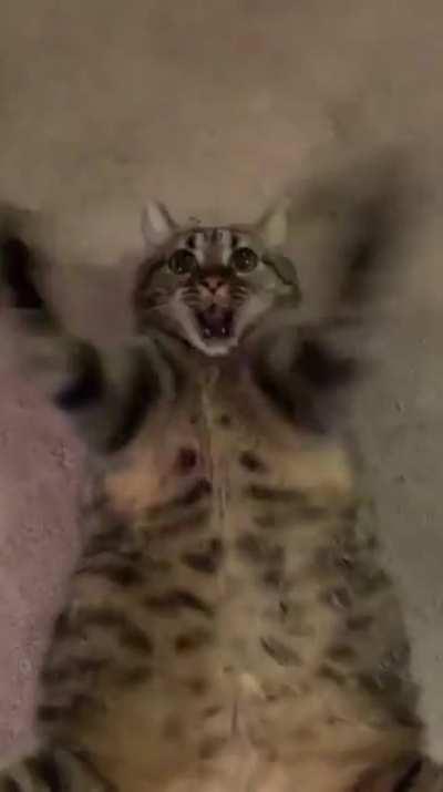 Grrr I'm going to tear this feather to shreds!