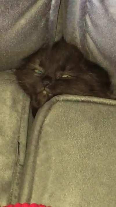 My kitten’s new “chill zone”