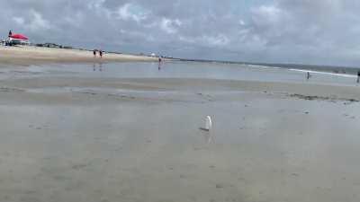 Frisbee with a mind of its own