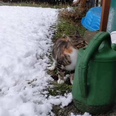 Kitten's reaction to first time seeing snow