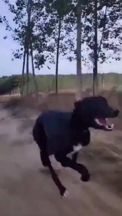How fast this dog runs