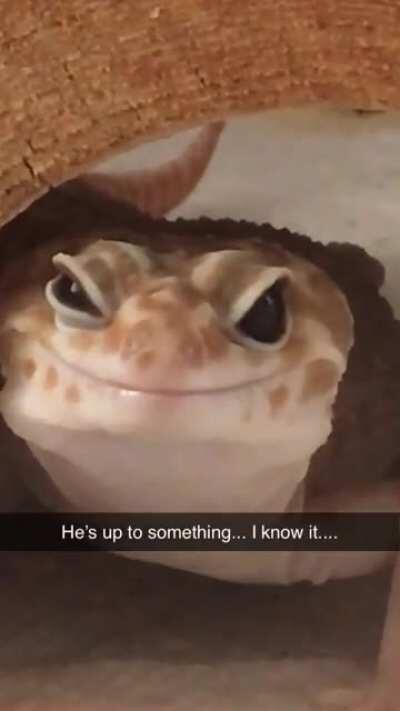 Always looks like he’s scheming 😈